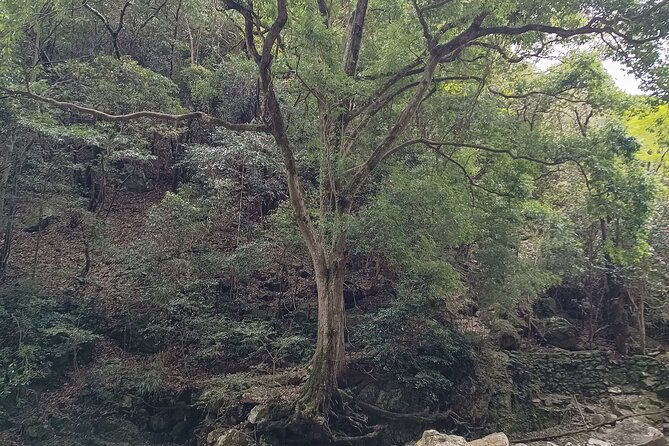 3-Hour Private Tour in Osaka Rapids Hike and Natural Hot Spring