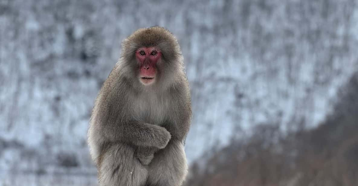 A Memorabele Snow Monkey Park and Zenkoji Temple Tour - Tour Details