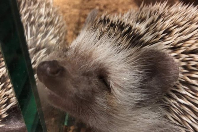 Admission to Hedgehog Cafe in Harajuku