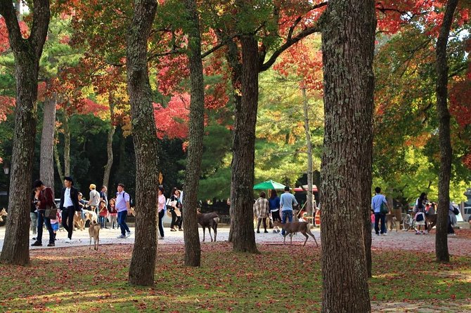 All Must-Sees in 3 Hours - Nara Park Classic Tour! From JR Nara! - Tour Highlights