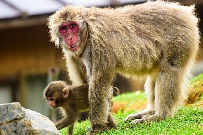 Arashiyama Walking Tour – Bamboo Forest, Monkey Park & Secrets