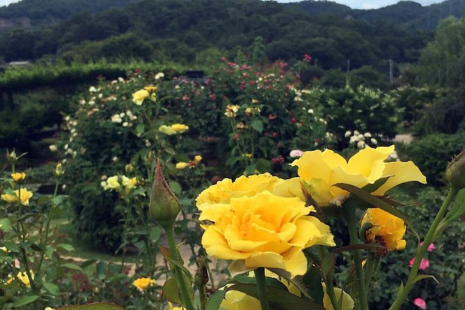 Ashikaga Flower Park Private Day Tour