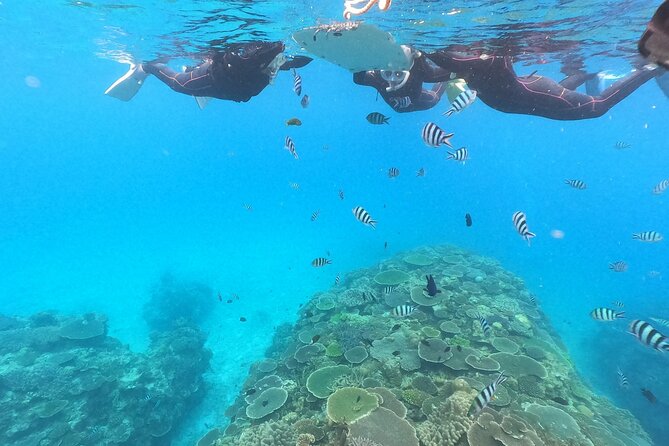 Boat Snorkeling Trip 2 Rounds at Minna Isl or Sesoko , Okinawa