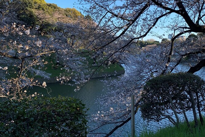 Cherry Blossom Tour in Tokyo