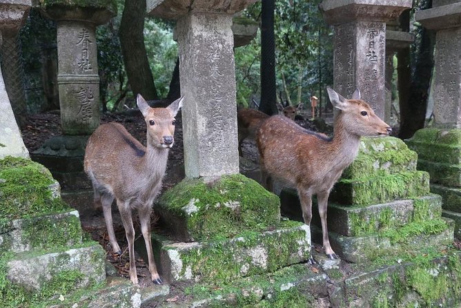 Day Trip to Nara From Osaka or Kyoto, World Heritage Sites and Deer Park Tour - Best Private Car Tours Available