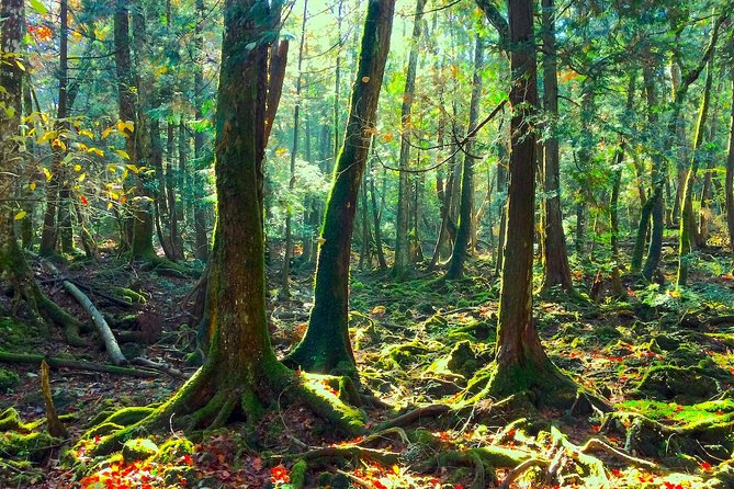 Explore Mt. Fuji Ice Cave in Aokigahara Forest