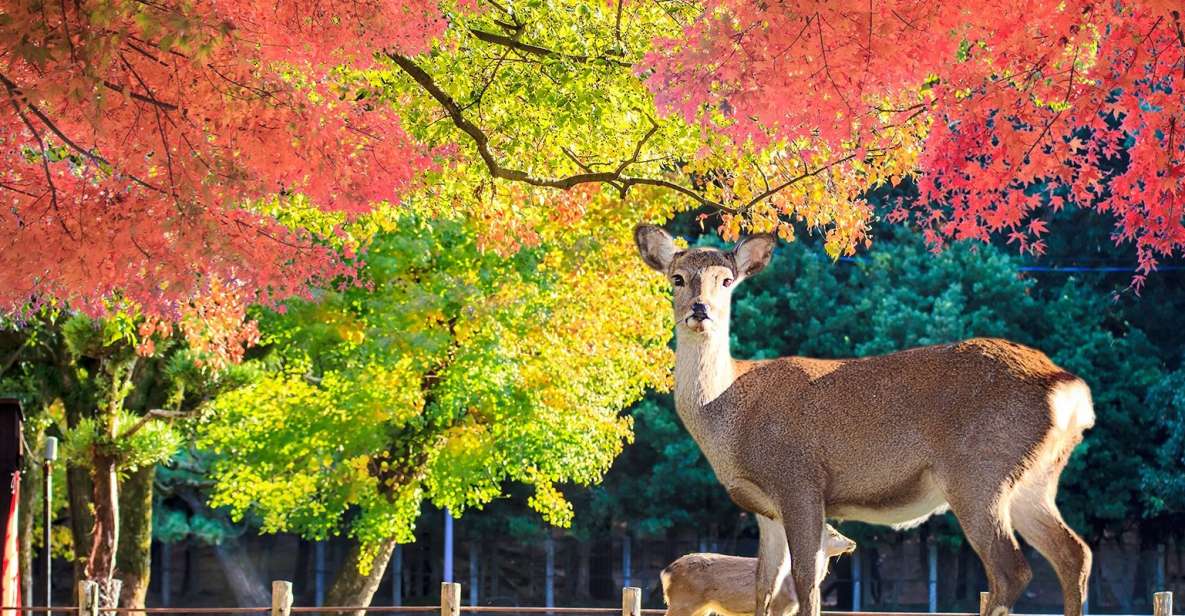 From Osaka: Nara Customizable Private Day Tour - Tour Details