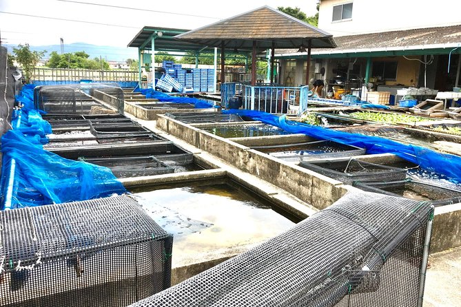 Full-Day Goldfish Unique Experience in Yamato-Koriyama, Nara - Goldfish Breeding Activity