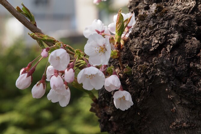 Full-Day Jomon World Heritage Site Tour in Hirosaki Area