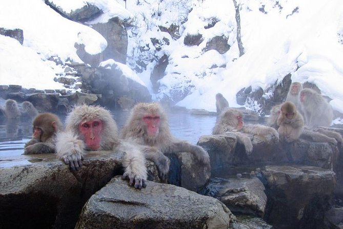 Full Day Snow Monkey Tour To-And-From Tokyo, up to 12 Guests