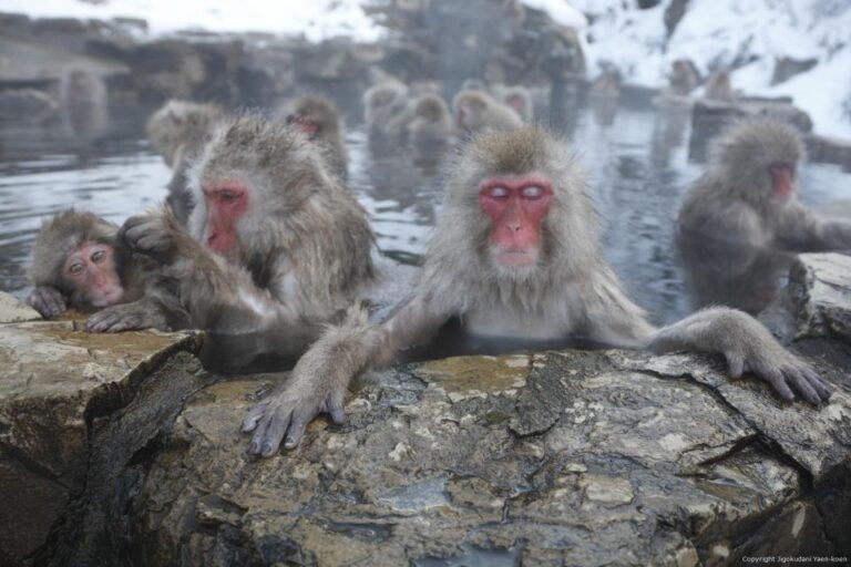 Habuka : Private 1-Way Transfers To/From Snow Monkey Park