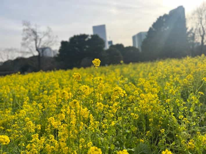 Hama Rikyu Gardens and Surroundings Guided Waking Tour - Tour Details