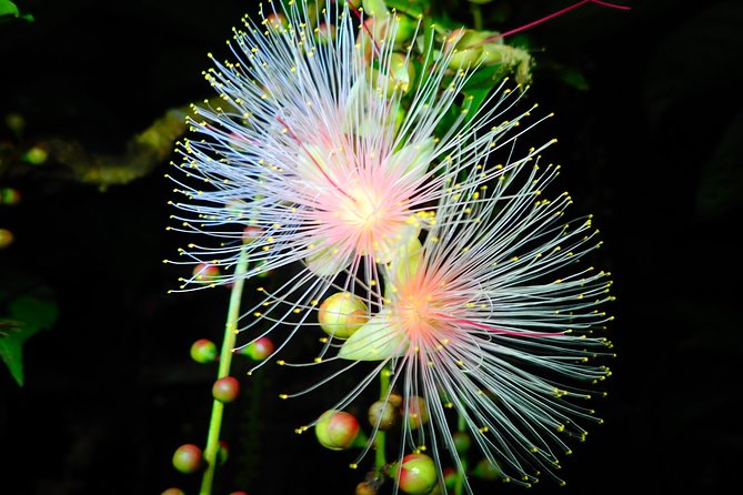 [Ishigaki, Okinawa] Limited-time ‘Sagari-bana’ Viewing Tour