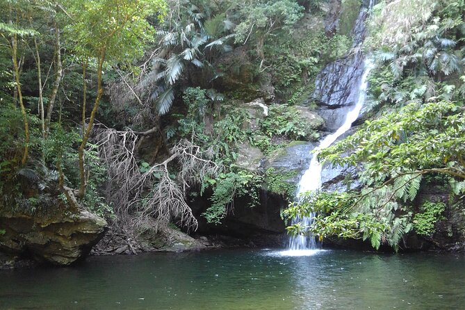 Jungle River Trek: Private Tour in Yanbaru, North Okinawa