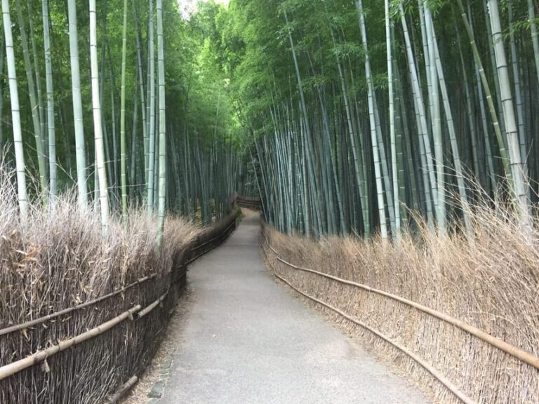 Kyoto, Arashiyama: Bamboo Grove Half-Day Private Guided Tour