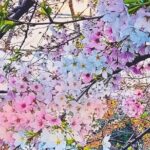 Licensed Guide Tokyo Meguro Cherry Blossom Walking Tour Tour Highlights