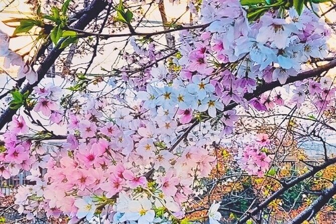 Licensed Guide Tokyo Meguro Cherry Blossom Walking Tour