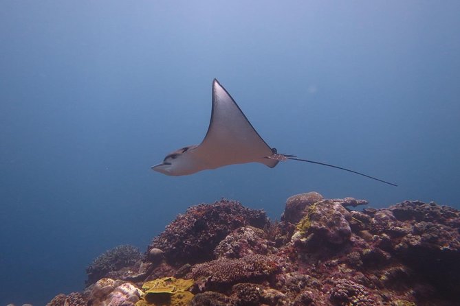 [Miyakojima, Diving Experience] Fully Private for Groups of 2 or More. Encounter Sea Turtles and Sharks Occasionally