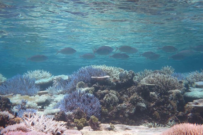 [Miyakojima Snorkel] Private Tour From 2 People Enjoy From 3 Years Old! Enjoy Nemo, Coral and Miyako