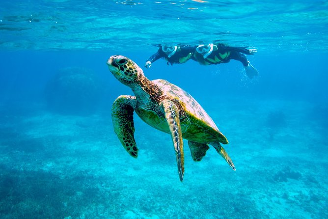 Miyakojima / Snorkel Tour to Swim With Sea Turtles