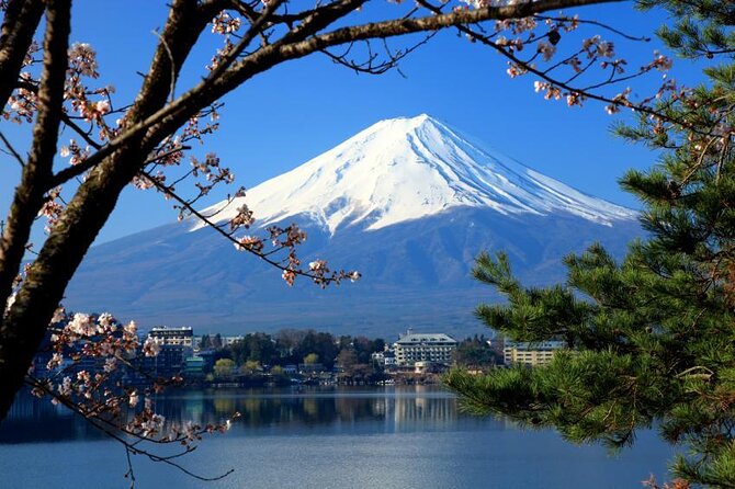 Mt. Fuji Cherry Blossom in Sakura Season Private Day Tour.