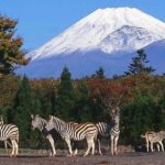 Mt Fuji : Highlight Tour and Unforgettable Experience Tour Details