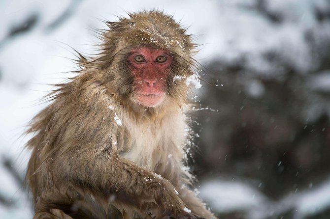 Nagano Full-Day Biking Tour With Snow Monkey and Obuse Town 2024