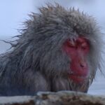 Nagano Full Day Tour Jigokudani Snow Monkey Park Zenkoji Temple Tour Highlights