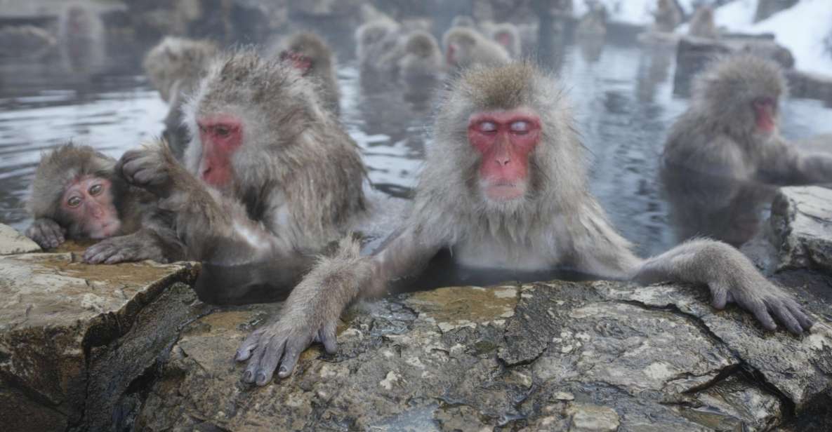 Nagano: Private Transfer Between Station & Snow Monkey Park - Service Details