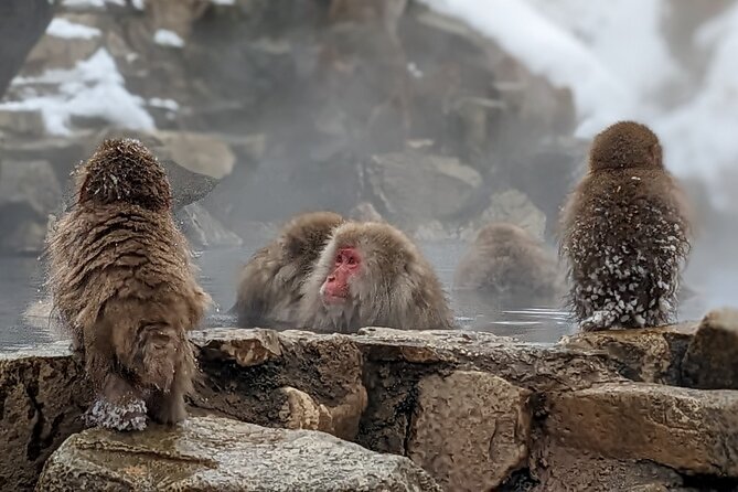 Nagano Snow Monkey 1 Day Tour With Beef Sukiyaki Lunch From Tokyo - Tour Highlights