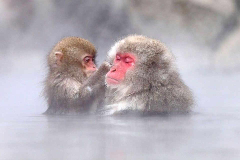 Nagano: Snow Monkeys, Zenkoji Temple & Sake Day Trip - Tour Details