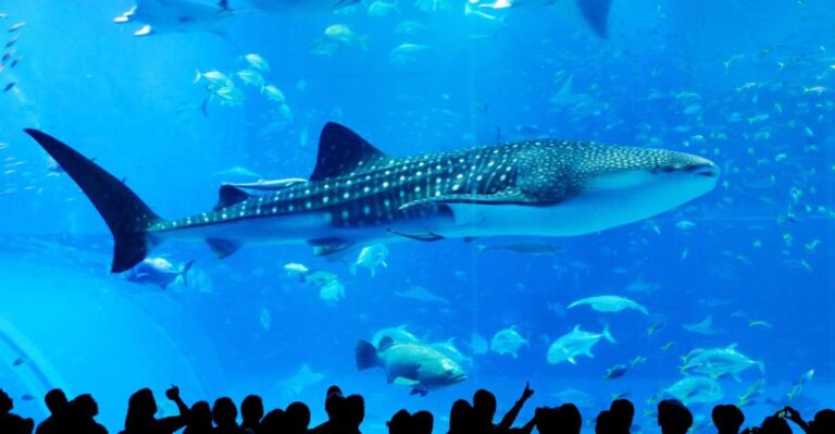 Naha: North Okinawa Sightseeing Tour & Churaumi Aquarium