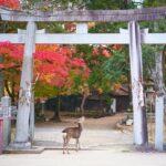 Nara Day Trip From Kyoto With a Local: Private & Personalized Private Tour Departing From Kyoto
