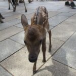 Nara: Giant Buddha, Free Deer in the Park (Italian Guide) Tour Details