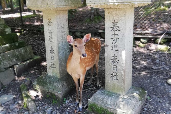 Nara Half Day Trip Walking Tour - Tour Details