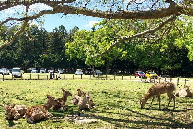 Nara Half Day Walking Tour