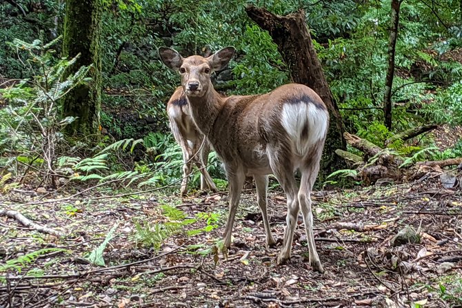 Nara – Heart of Nature Bike Tour