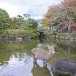 Nara Like a Local: Customized Guided Tour Tour Details