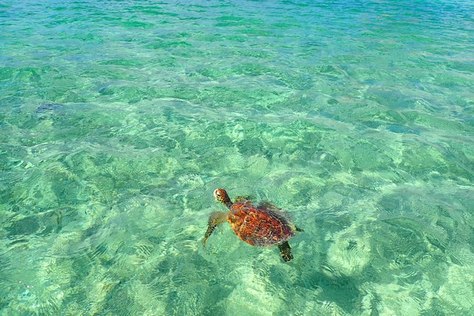 [Okinawa Miyako] SUP / Canoe Sea Turtle Snorkeling !! (Half-Day Course)