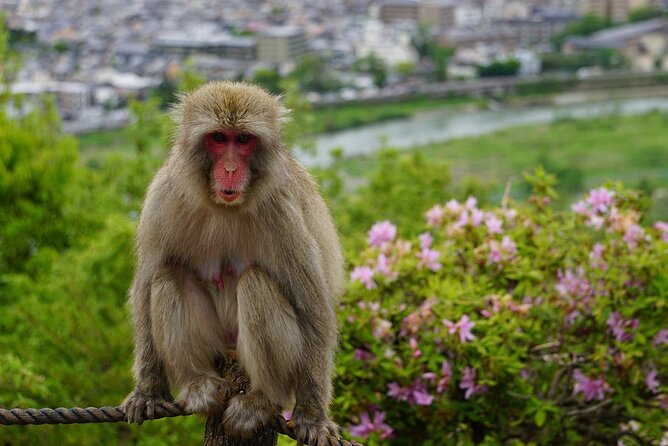 Private Arashiyama Walking Tour: Bamboo, Monkeys & Secrets - Tour Details