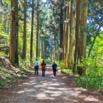 Private Hakone Tour View of Mt. Fuji, Nature and Culture Tour Highlights