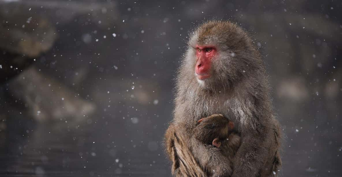 Private Snow Monkey Zenkoji Temple Sightseeing Day Tour - Tour Details