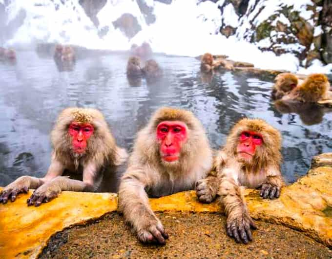 Private Snow Monkeys Zenkoji Temple Sightseeing Day Trip