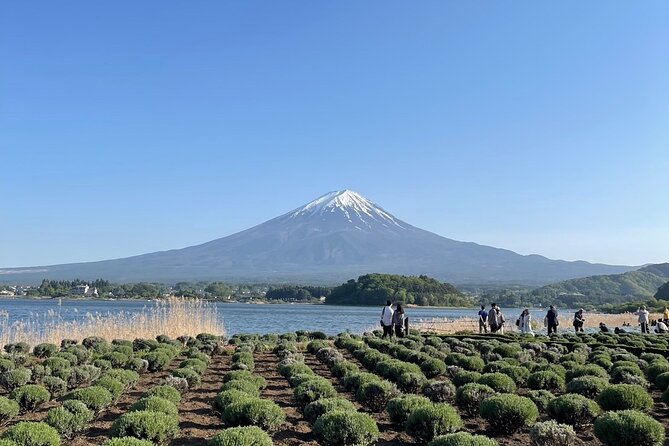 Private Tour in Mt Fuji and Hakone With English Speaking Driver - Tour Highlights