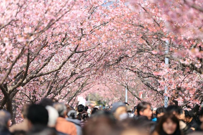 Private & Unique Tokyo Cherry Blossom "Sakura" Experience - Booking Assistance