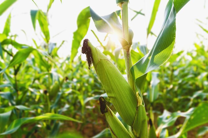 Real Farm-to-Table Vegetable Harvesting Experience