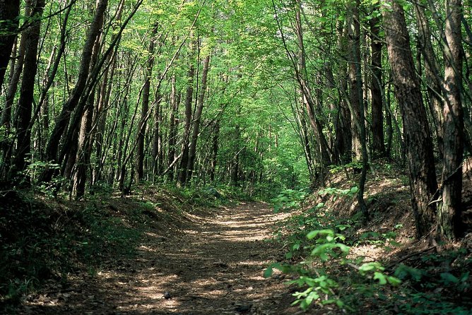 Relax and Refresh in Karuizawa Forest! Shinanoji Down Trekking for Two People