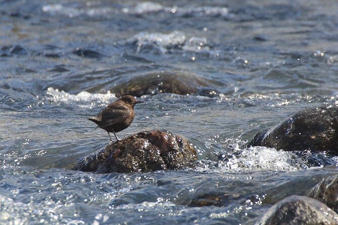 Salmon Watching Experience