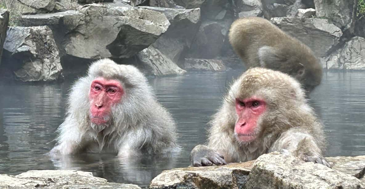 Shuttle Van Tour Snow Monkey Park, or SMP. & Karuizawa Mall - Pricing and Duration