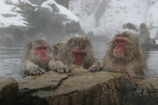 Snow Monkey Park & Miso Production Round Trip Day Tour From Tokyo - Tour Highlights